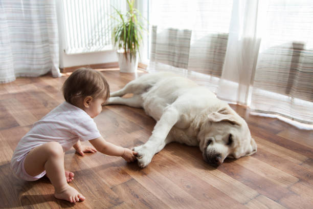 Pet friendly floor | Bay Country Floors